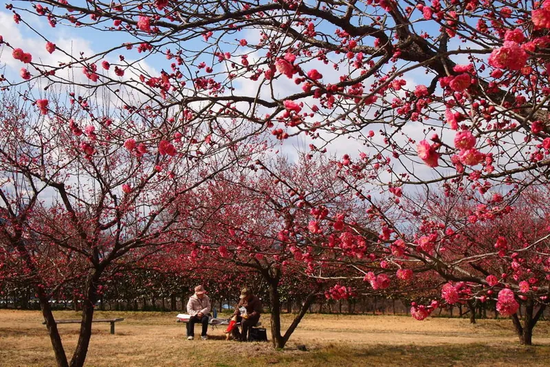 神崎梅園
