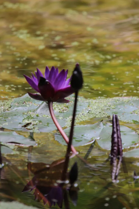 服部緑地都市緑化植物園 2