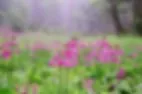 ノンノの森 3