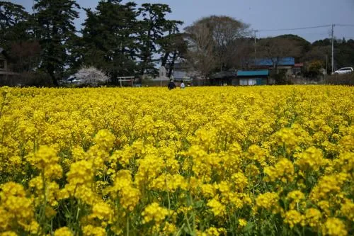 甚兵衛公園
