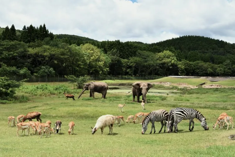 秋吉台自然動物公園サファリランド