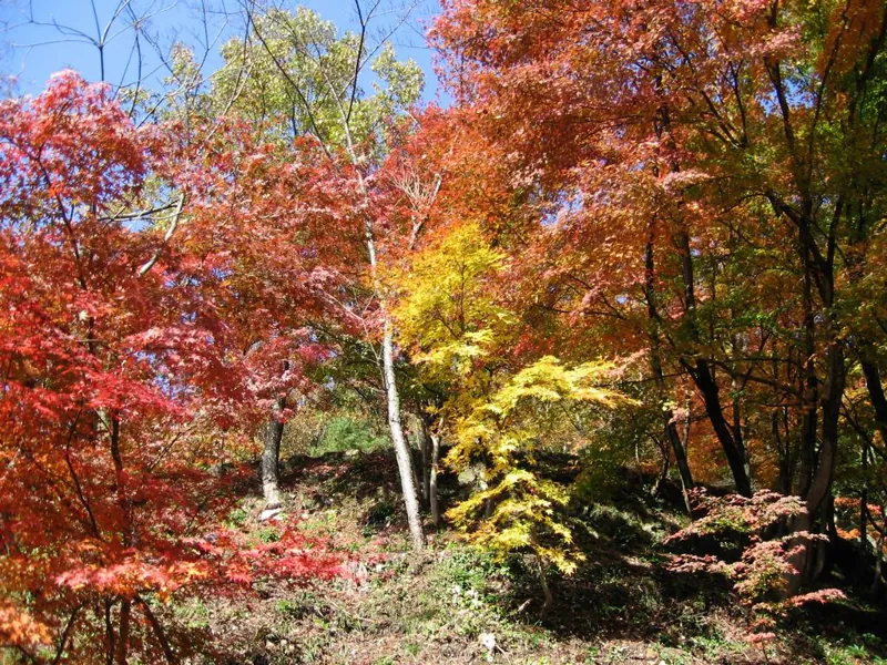 花筐公園 1