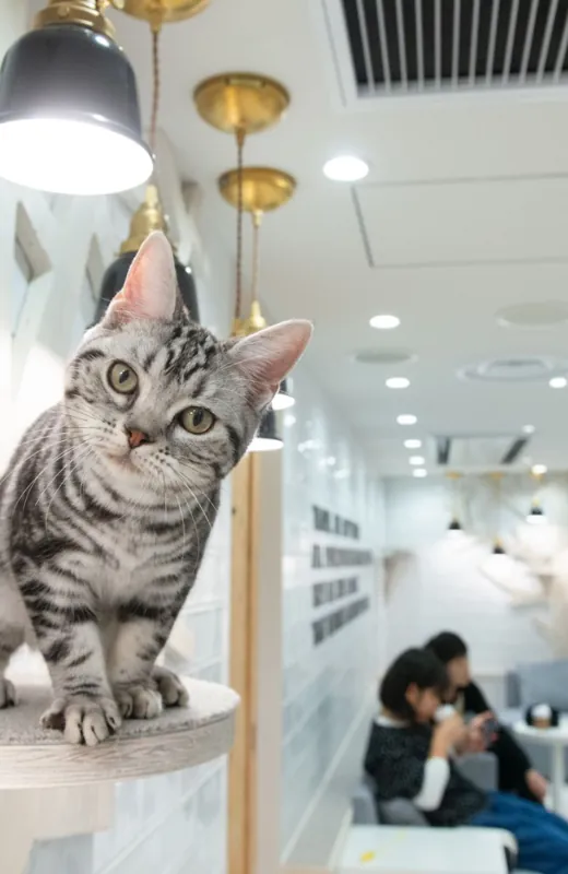 猫カフェMOCHA 町田ジョルナ店