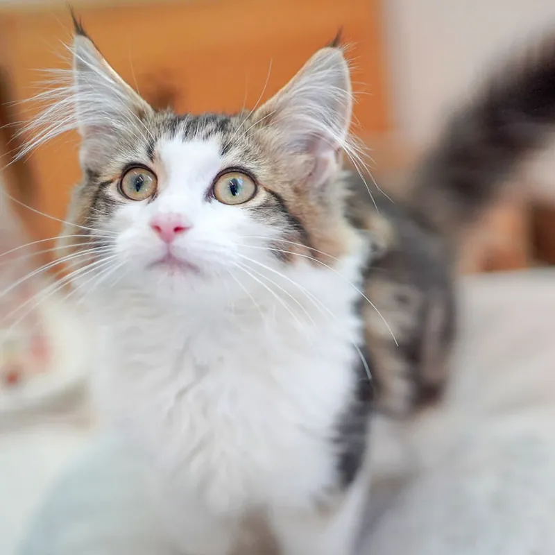 Cat Café MOFF minamoa広島店 2