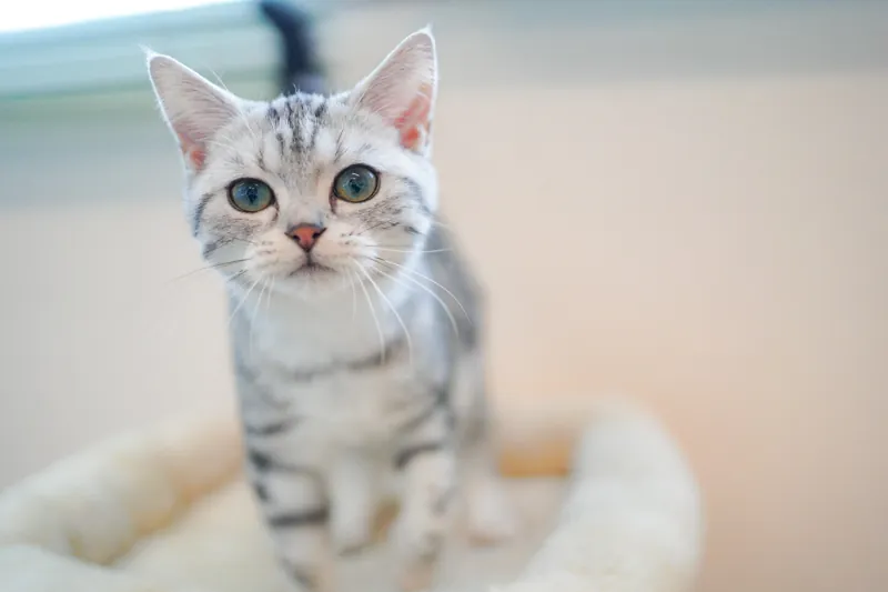 Cat Café MOFF minamoa広島店 3