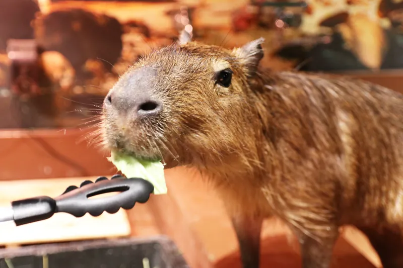 Moff animal cafe ららぽーと堺店 3