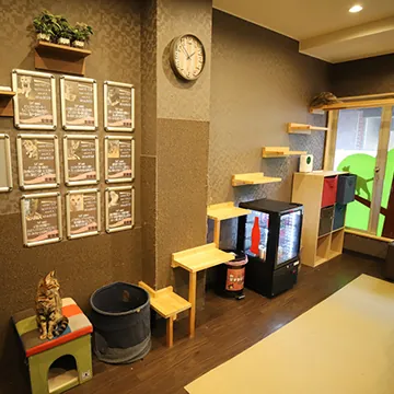 猫喫茶 空陸家 新小岩店 3