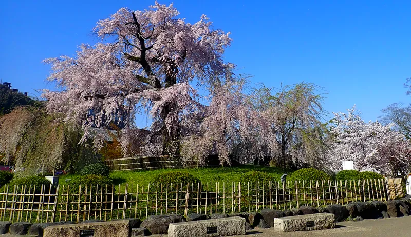 円山公園