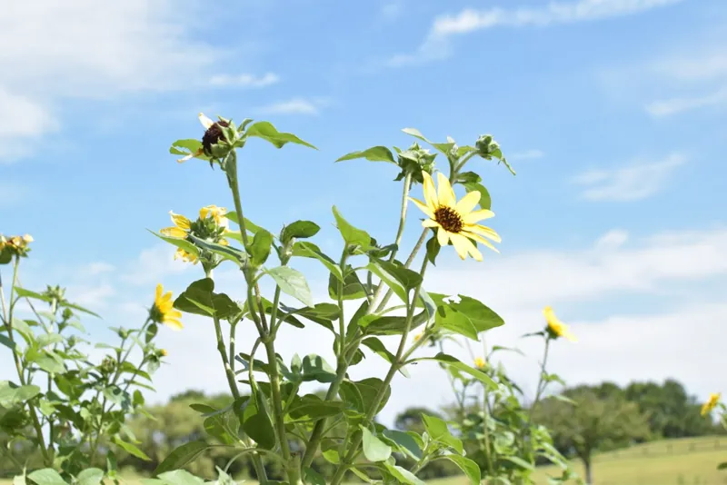 静岡県営吉田公園 1