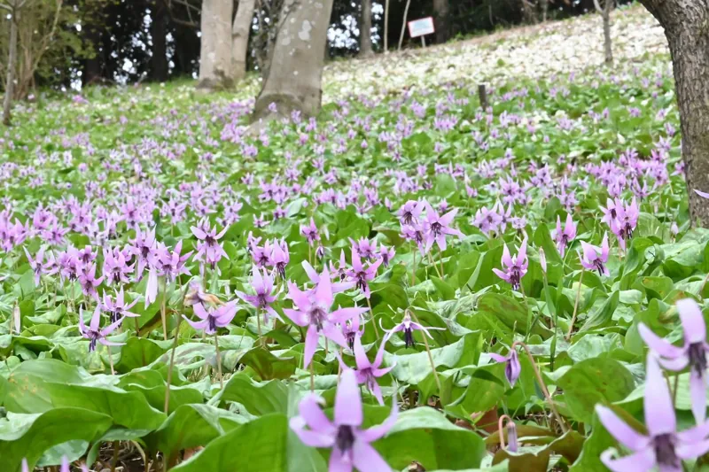 さやま花多来里の郷