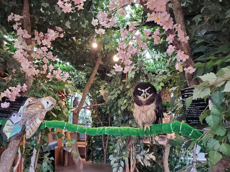 鎌倉乃フクロウの森