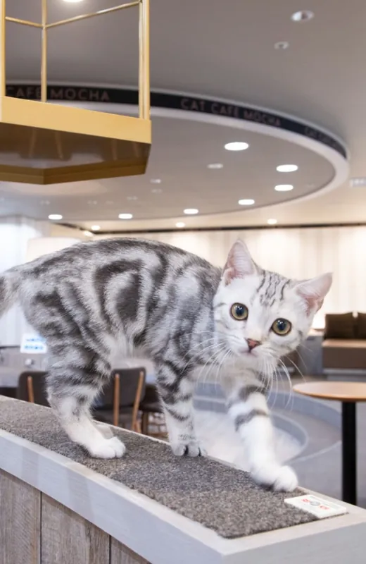 猫カフェMOCHA 立川店 3