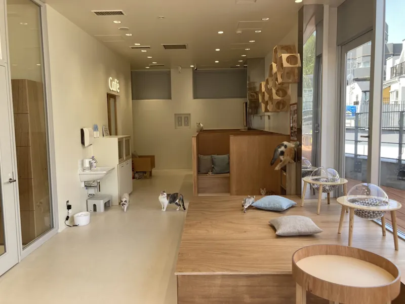 Cat Café MOFF CUTE CUBE 原宿店