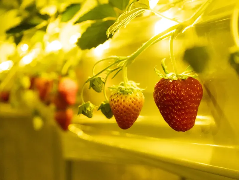 THE FARM 星空いちご園