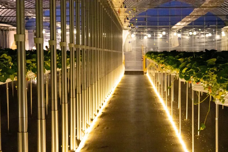 THE FARM 星空いちご園 2