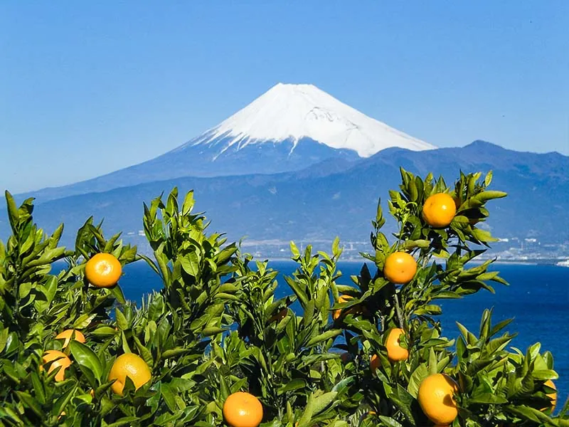 木負観光みかん園