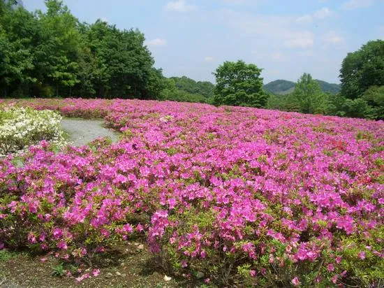 あつぎつつじの丘公園