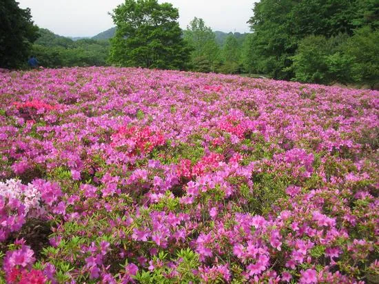あつぎつつじの丘公園 2