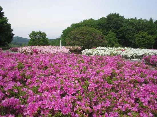 あつぎつつじの丘公園 3