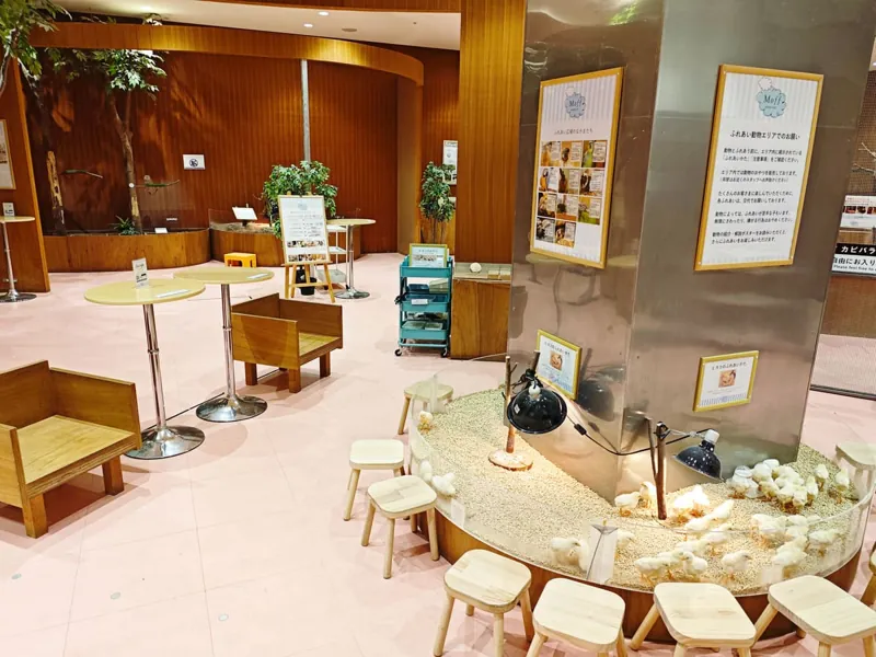 Moff animal cafe ららぽーと愛知東郷店 2