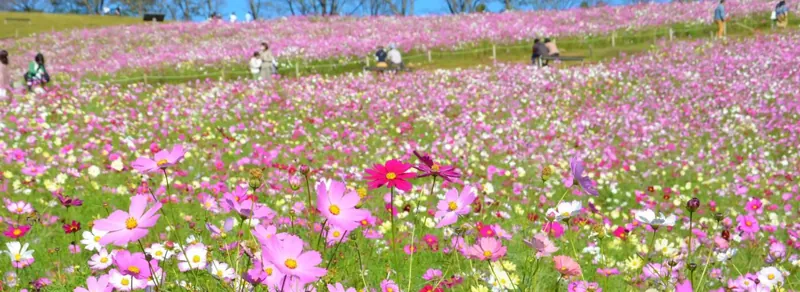 白木峰高原コスモス花宇宙館 2