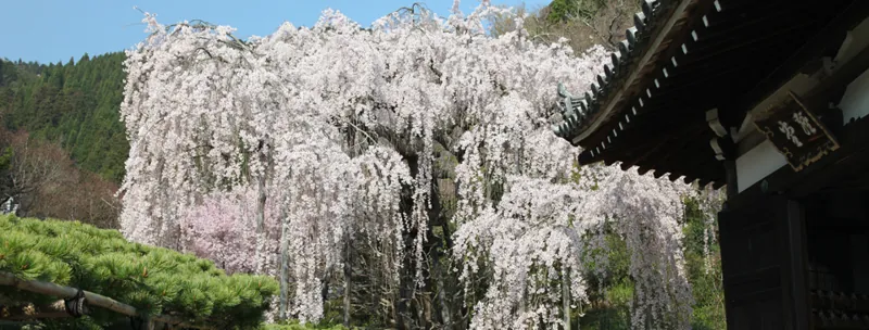 善峯寺