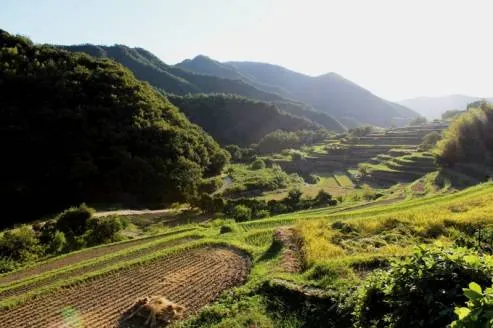 中山千枚田
