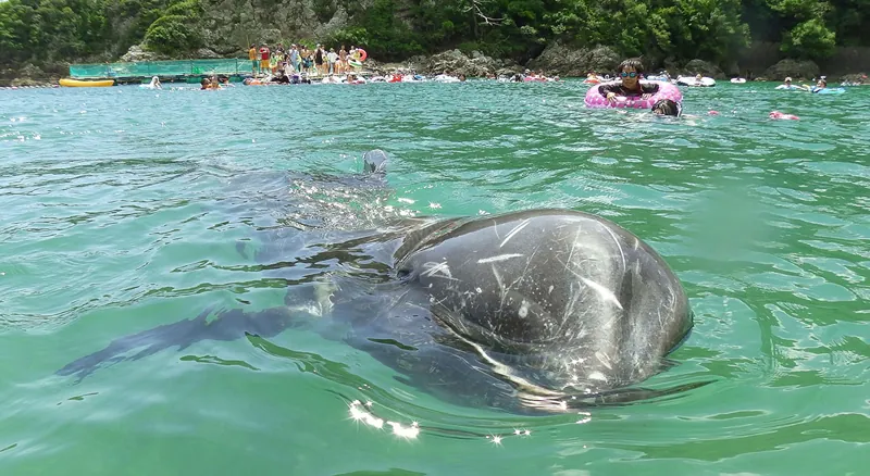 くじら浜海水浴場