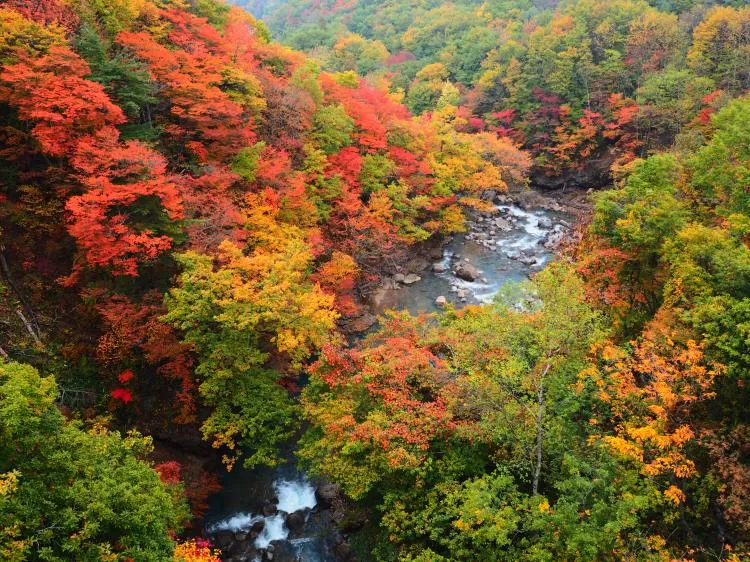 松川渓谷(森の大橋)