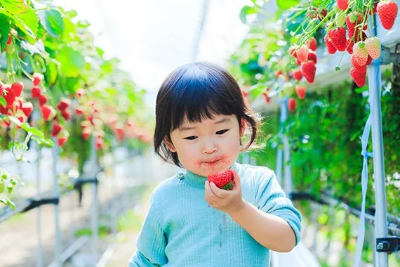 和束農園いちご狩り 2