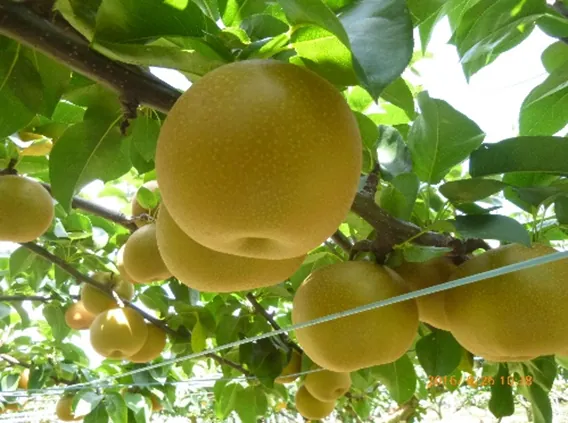 果樹の森 よこせ梨園 2