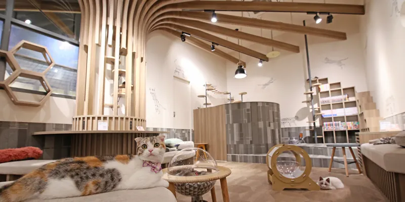 猫喫茶 空陸家 岩手盛岡店
