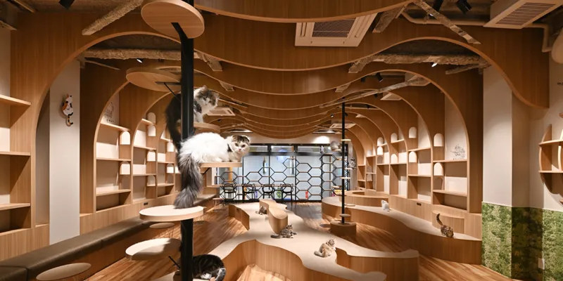 猫喫茶 空陸家 岩手盛岡店 3