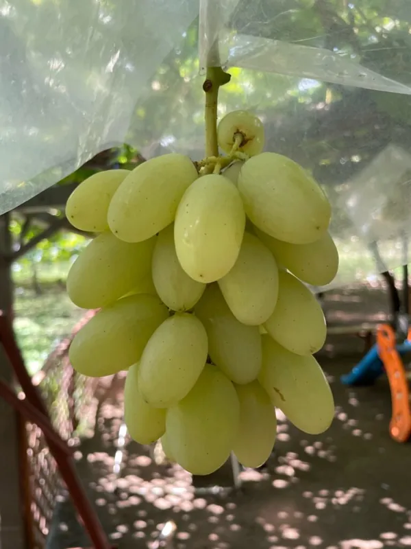 久保田園 2