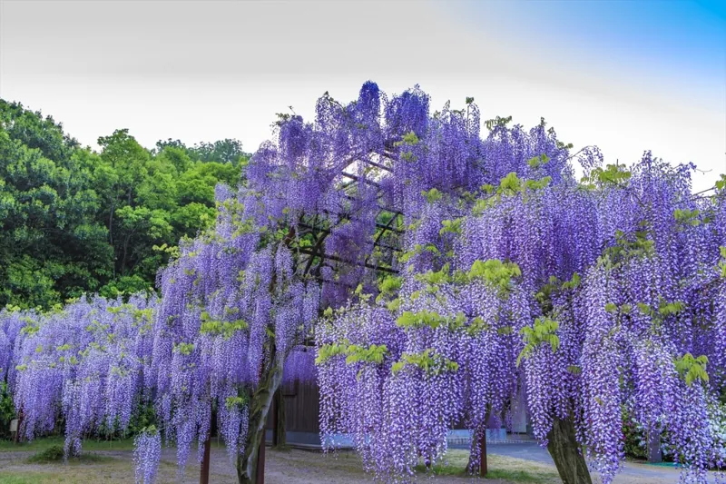藤公園 3