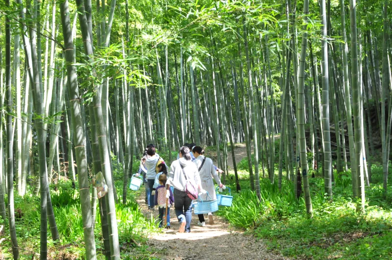 芝山観光竹の子園