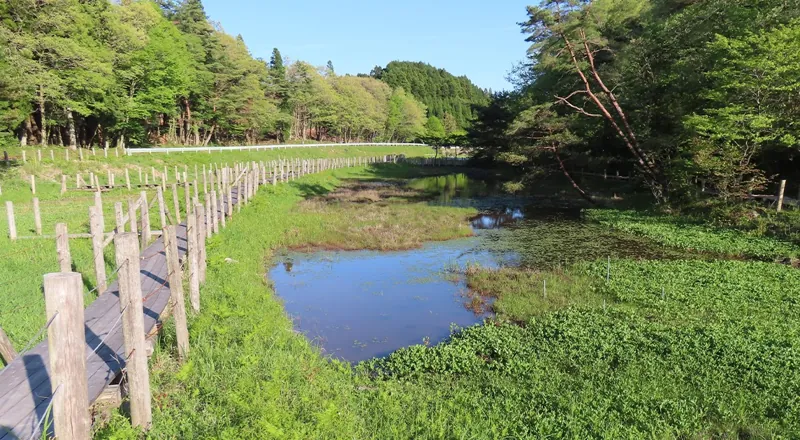 樫原湿原