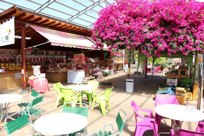 磯山観光いちご園 2