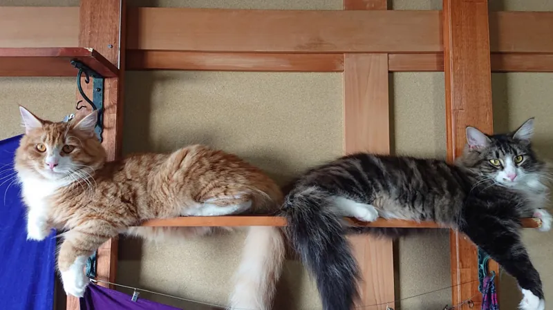 猫カフェぐるぐる堂 中崎町店 2