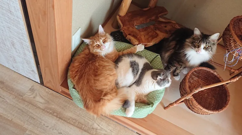 猫カフェぐるぐる堂 中崎町店 3