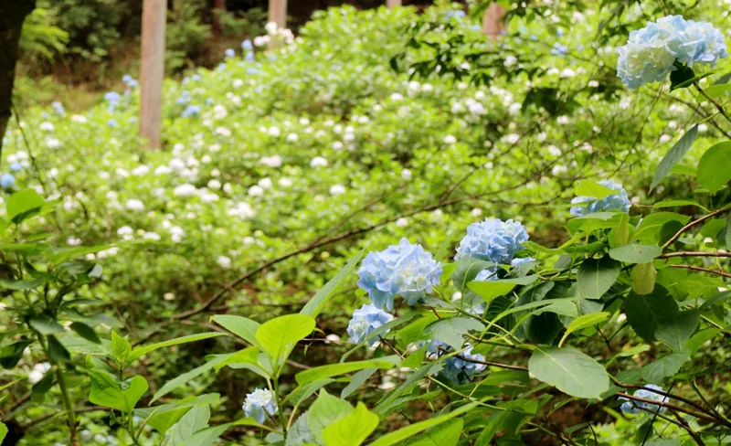 秋川渓谷 2