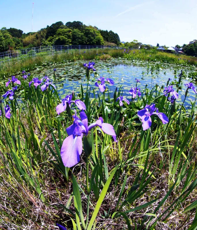 四万十市トンボ自然公園