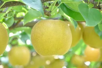 エースパックなしっこ館（鳥取二十世紀梨記念館） 2
