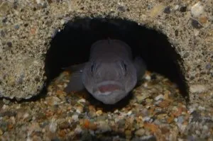 久慈地下水族科学館 もぐらんぴあ 3