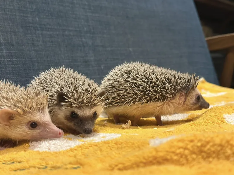 フクロウカフェ オウルドベース