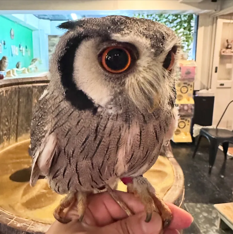 フクロウカフェ オウルドベース 2