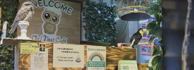 猛禽屋東京店 フクロウの巣カフェ 2
