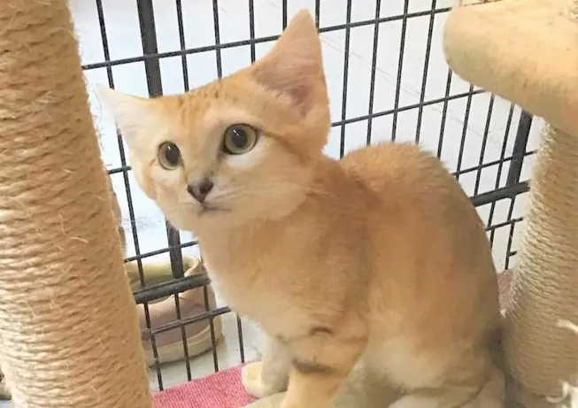 猛禽屋東京店 フクロウの巣カフェ 3