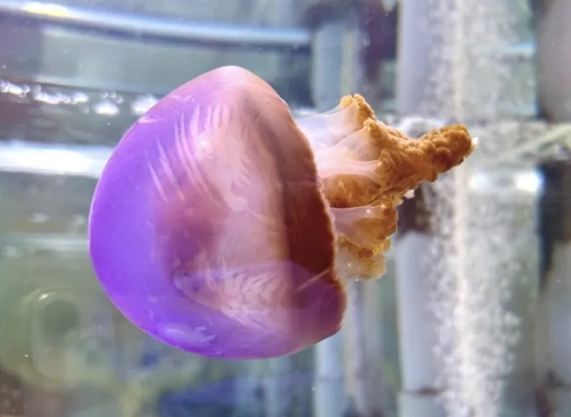 桂浜水族館 2
