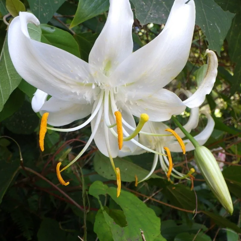 高知県立  月見山こどもの森 1
